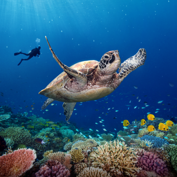 Turtle GBR 