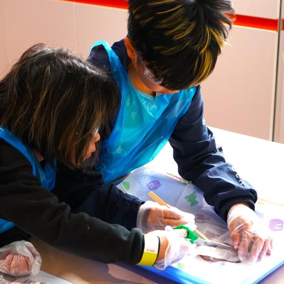 children doing a squid dissection