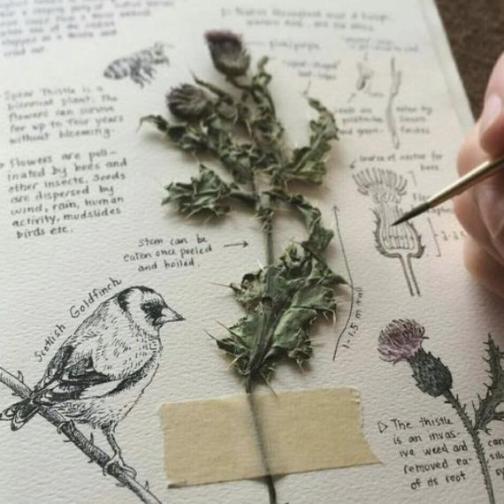Naturalist Workshops activity 