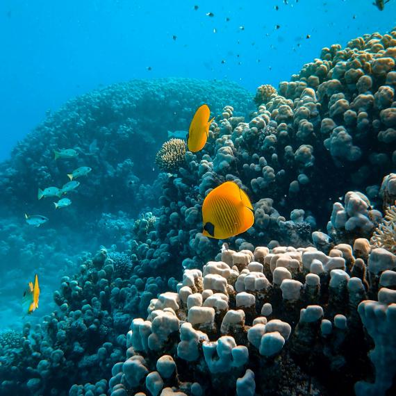 Two striking yellow fish swimming in blue waters nearby a coral outcrop in the Great Barrier Reef.