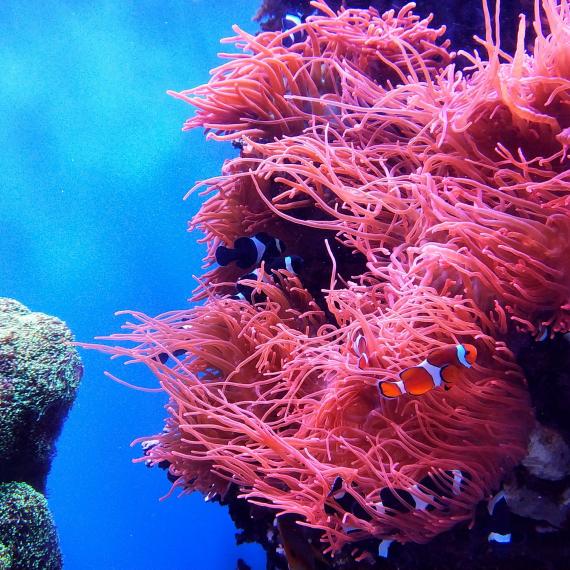 A striking pink anemone surrounded by the blue waters of the Great Barrier Reef, with clownfish concealed throughout the anemone's tendrils.