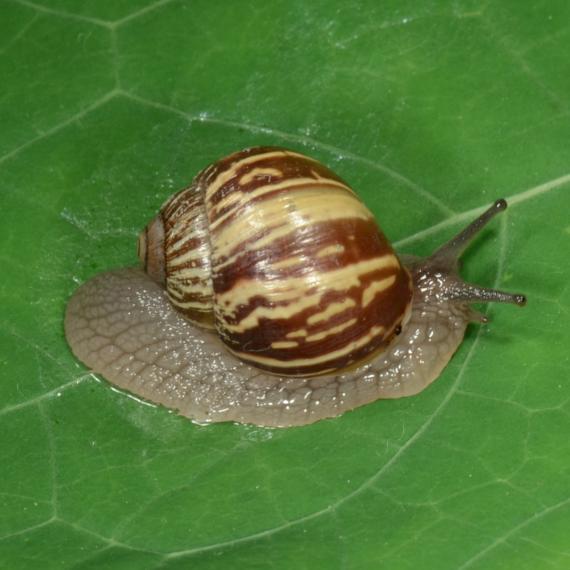 a snail on a leaf