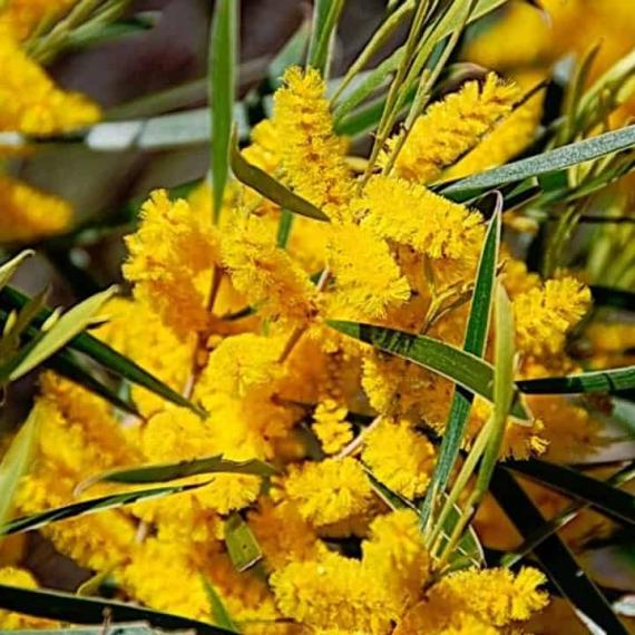 Branches of bright yellow raspberry jam wattle with deep green leaves