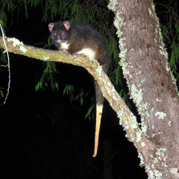 a night time picture of a ringtail possum in a tree 