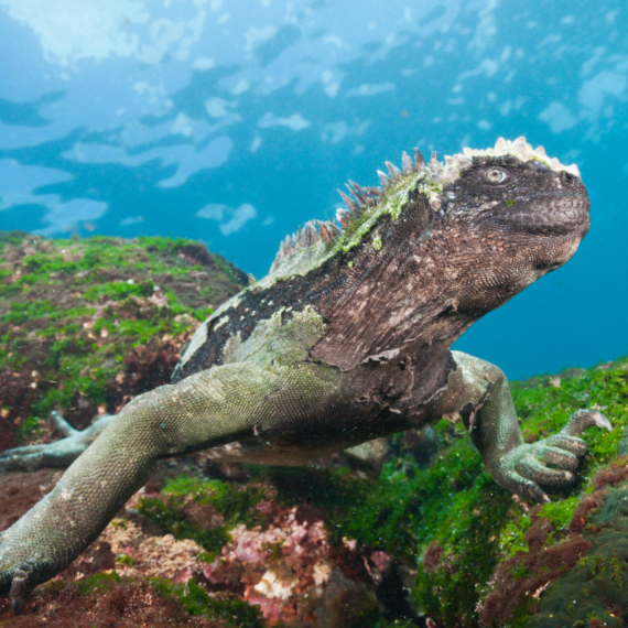 Sea iguana underwater on rocks