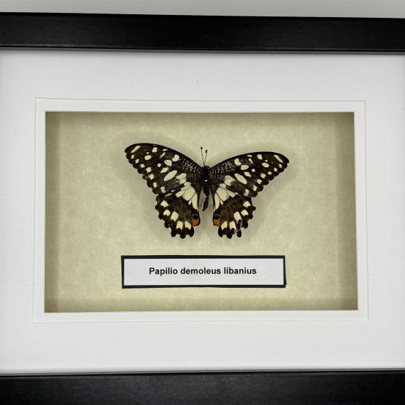 a butterfly is mounted in a shadow box frame