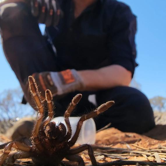 Dr. Jeremy D. Wilson with trapdoor spider 