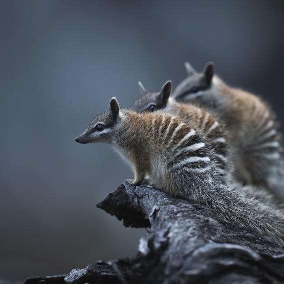 three numbats huddled together looking to the left of the image 