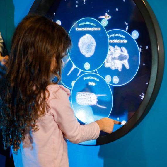 A small child is interacting with a digital museum display showing different types of plankton that can be found in the ocean.