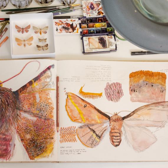 a topdown view of papers with intricate drawings of moths, drawing impliments and sample specimens