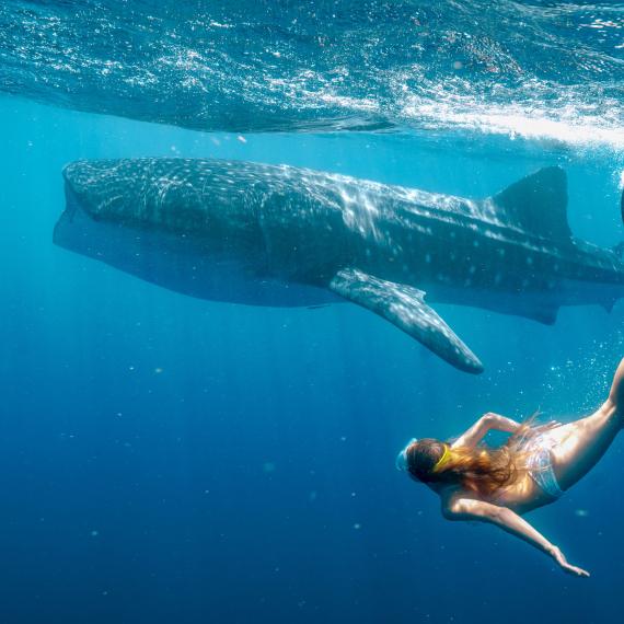 A detail image of a still frame from Whale Shark Jack (2026) feature film showing a whale and female diver, linked to a screening presented as part of Totally Lit 2026 festival at WA Maritime Museum.