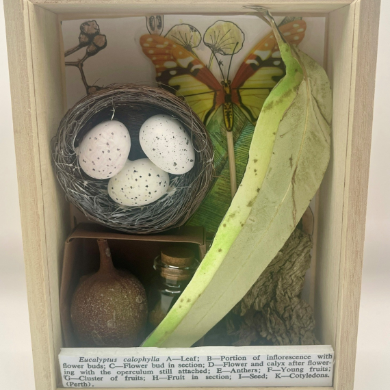 a shadow box filled with drawings, a nest, eucalyptus leaves and a description of the contents 