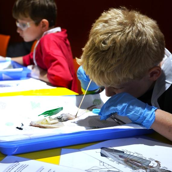 2 children examining squid during a scientific program at the museum