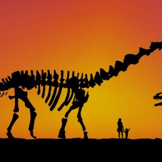 dinosaur graphic