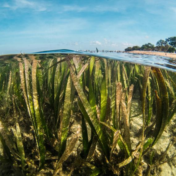 To shoot this image the photographer has partially immersed the camera for us to observe seagrass under water and the sky above the surface. 