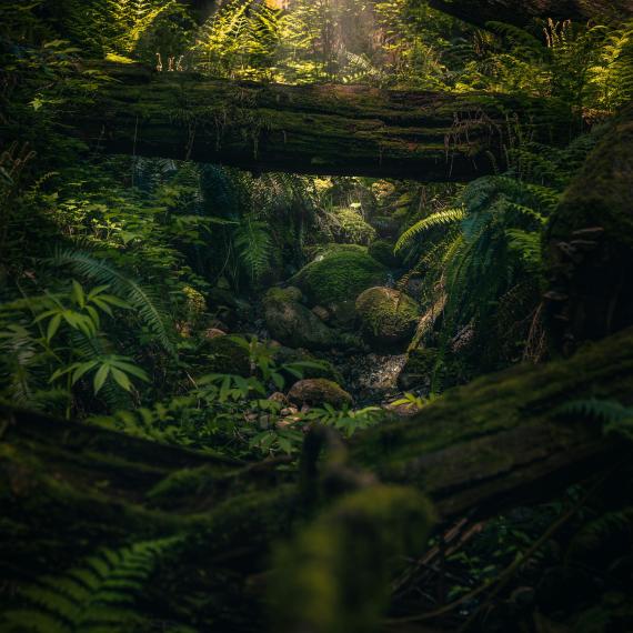 Lush fern-filled forest with moss-covered fallen logs and a small rocky stream beneath dappled sunlight.