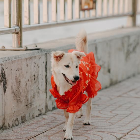 a dog wears a read coat with frills 